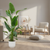 Strelitzia Nicolai Set incl. Pot - Tropical Beauty for Your Home Bild 2