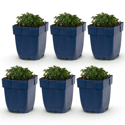 Green boutiQ - Perennial - Campanula portenschlagiana - Peach-leaved Bellflower - Ground Cover - Pink - 6 Plants - Pot 11cm - Height 15-25cm