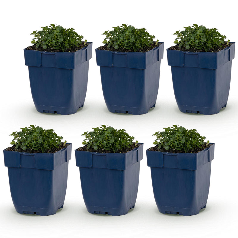 Green boutiQ - Perennial - Campanula portenschlagiana - Peach-leaved Bellflower - Ground Cover - Pink - 6 Plants - Pot 11cm - Height 15-25cm