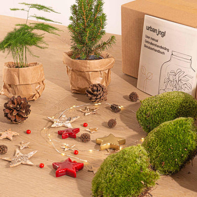 Pflanzen-Terrarium-Paket: Mini-Weihnachtsbaum & Deko für DIY-Festtage