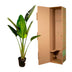 Strelitzia Augusta, Weißer Paradiesvogel, 180cm, Topf ⌀30 Bild 5
