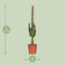 Euphorbia Trigona Rubra (Ø17cm, ↕70cm) - Exotische Schönheit in Rot Bild 2