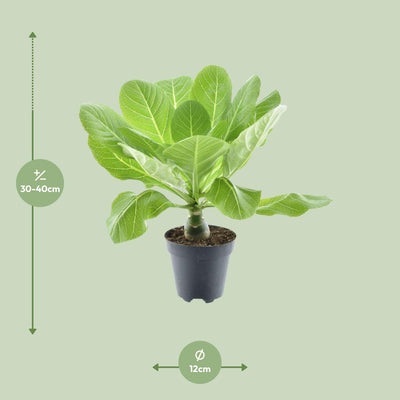 Brighamia Insignis 'Hawaii Palm' P12 - Sukkulente mit Duftblüten