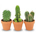 Mini Cactus Mix - 3 pieces - Ø 8.1 cm - 5-10 cm height Bild 1