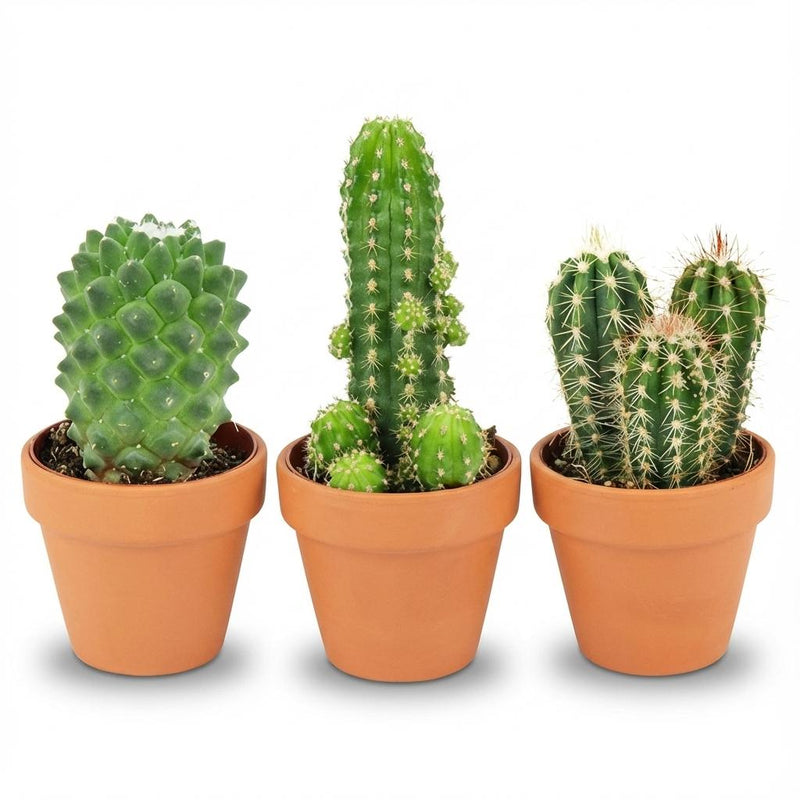 Mini Cactus Mix - 3 pieces - Ø 8.1 cm - 5-10 cm height