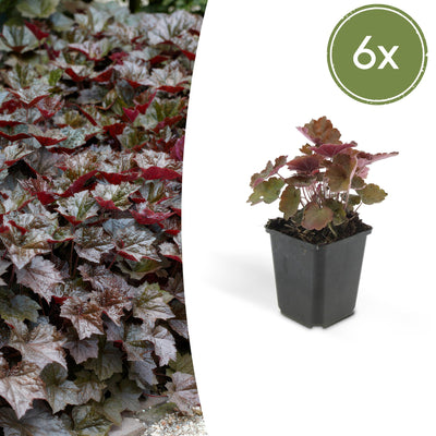 6x Heuchera mic. 'Palace Purple' - 10-25cm - Ø9cm