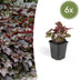 6x Heuchera mic. 'Palace Purple' - 10-25cm - Ø9cm Bild 1