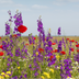 Wildflower Seed Mix – 100 gram | ± 30–50 m² Bild 1