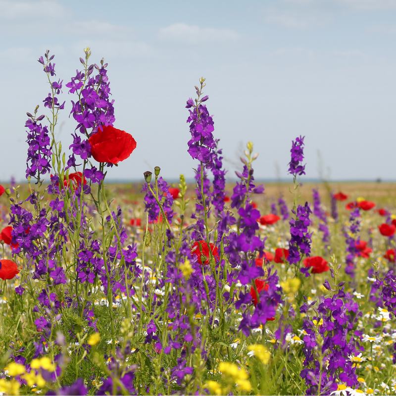 Wildflower Seed Mix – 100 gram | ± 30–50 m²