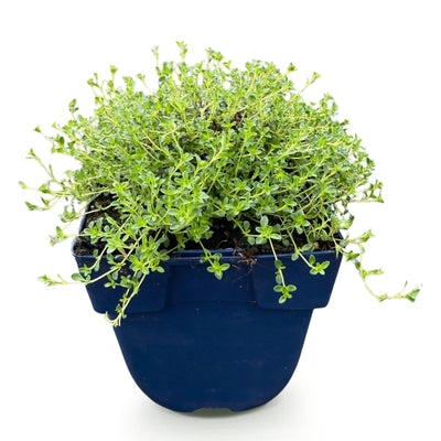 Green boutiQ - Perennials - Thymus praecox 'Albiflorus' - White Creeping Thyme - Fragrant - White - 1 Plant - 11cm Pot - Height 15-25cm