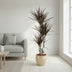Dracaena Magenta 120cm – Elegant Dragon Tree in Ø21cm Pot Bild 3
