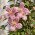 6x Clematis 'Marjorie' - Rosa Kletterpflanze im Ø9cm Topf Bild 3