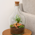 Offenes Terrarium John: Bonsai & Ruby Lime Bild 2