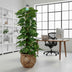 Scindapsus (Epipremnum) Pflanze, 120cm hoch, Ø24cm Topf Bild 3