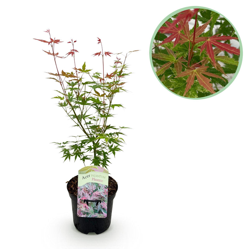Japanischer Ahorn 'Phoenix' Rosa - Zierstrauch 70cm für Balkon & Garten