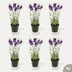 Lavendel - 6 Stück - Kunstpflanzen - Bundle-Set Bild 1