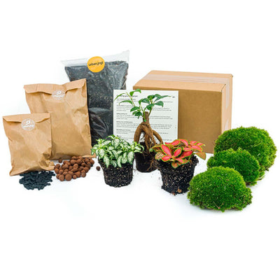 DIY Pflanzen-Terrarium Starterpaket mit Ficus Ginseng Bonsai