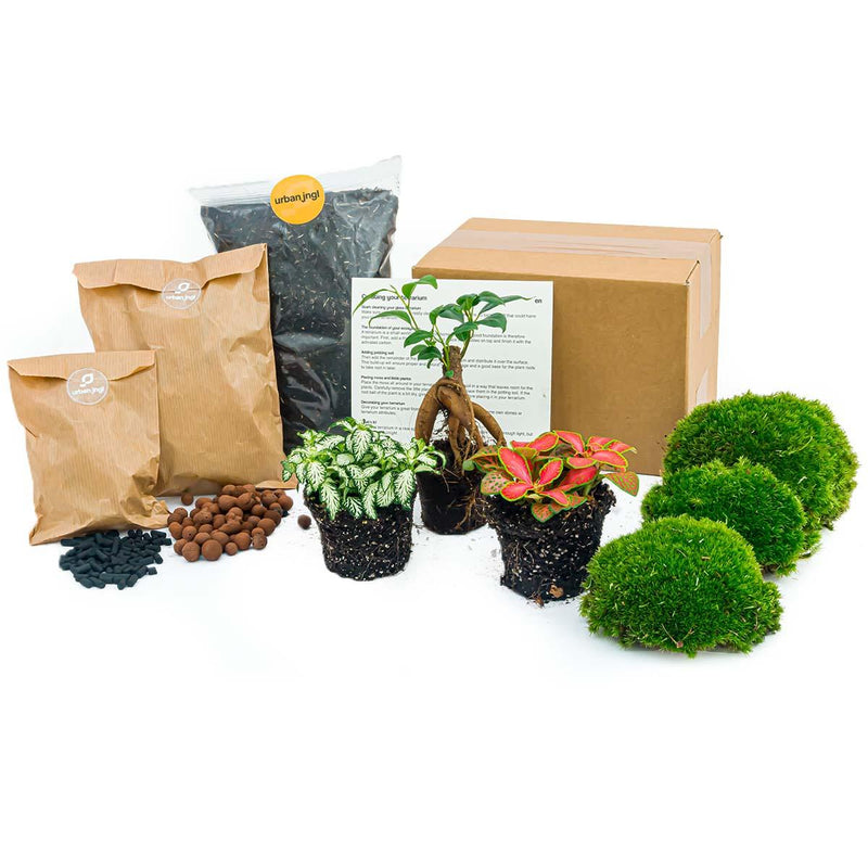 DIY Pflanzen-Terrarium Starterpaket mit Ficus Ginseng Bonsai