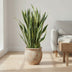 Sansevieria Laurentii, 100 cm, Grün mit gelbem Rand Bild 3