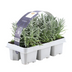 6er Pack Lavendel angustifolia - Ø7 cm - ↕15 cm Bild 2
