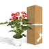 Anthurie Rot (Flamingoblume) Ø17cm, H55cm Bild 6