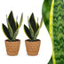 Green boutiQ - Sansevieria Future Superb - Bogenhanf - 2 Pflanzen - mit Korb - Topf 12cm - Höhe 35cm Bild 1