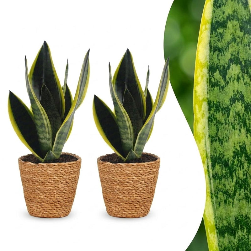 Green boutiQ - Sansevieria Future Superb - Bogenhanf - 2 Pflanzen - mit Korb - Topf 12cm - Höhe 35cm