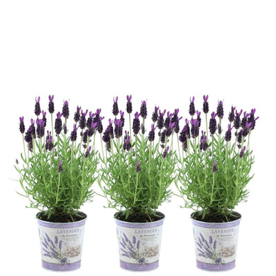 Pflanzen by Frank: Lavendel Anouk® im Dekotopf, 3er-Set
