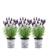 Pflanzen by Frank: Lavendel Anouk® im Dekotopf, 3er-Set Bild 1