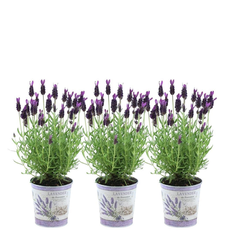 Pflanzen by Frank: Lavendel Anouk® im Dekotopf, 3er-Set