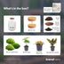 Flaschengarten Milky DIY Terrarium Set - Lebendige Natur auf 30 cm Bild 4