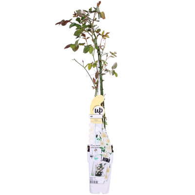3x Climbing Rose 'Vanilla' - Height 65cm - Pot Ø15cm