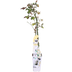 3x Kletterrose 'Vanilla' - Höhe 65cm - Topf Ø15cm Bild 4