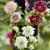 Lentenrose 'Double Tricolour' - Helleborus orientalis - Rosa/Rot/Weiss Bild 5