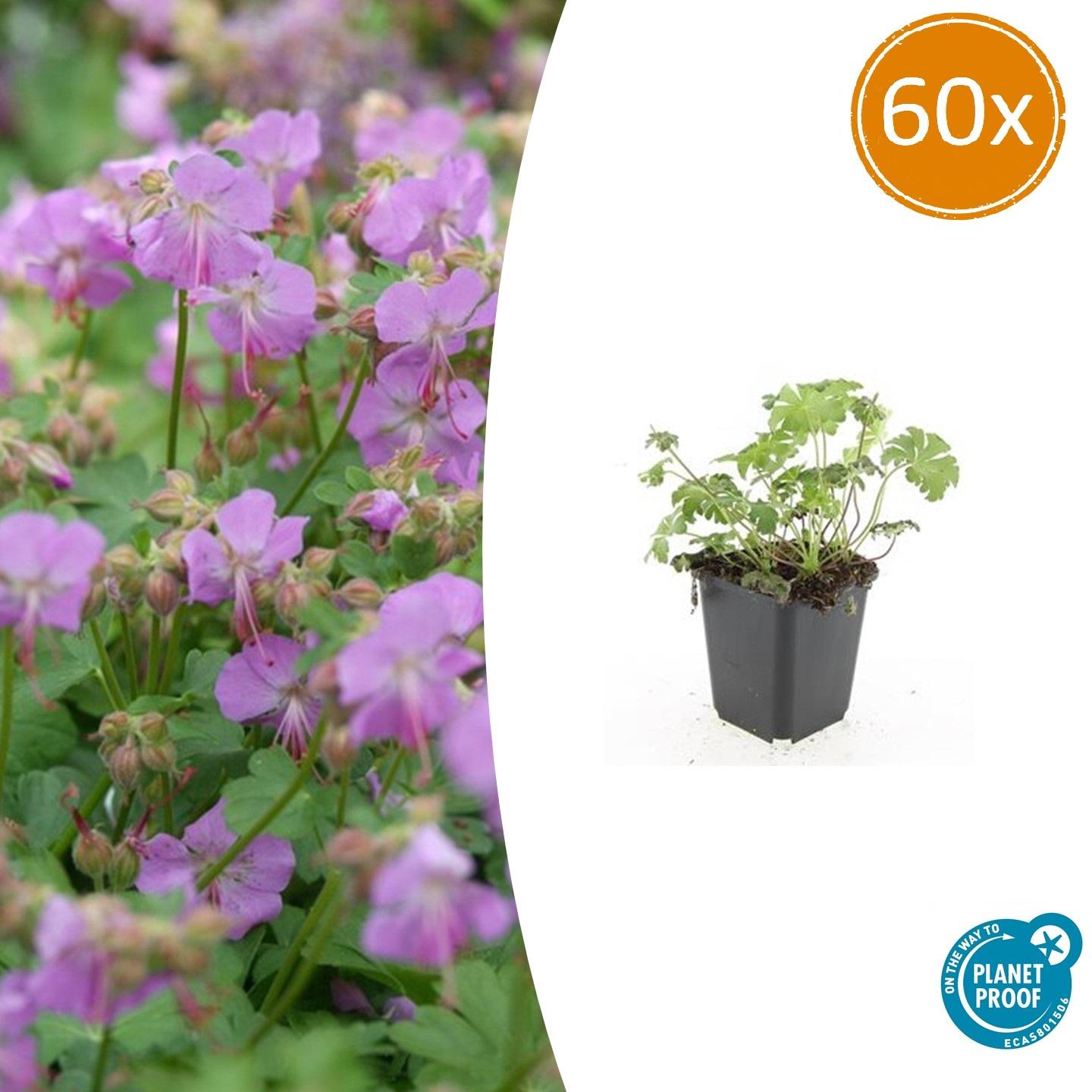60x Geranium cant. 'Cambridge' - ↕10-25cm - Ø9cm