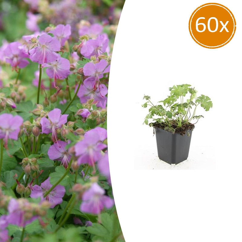 60x Storchschnabel 'Cambridge' - Bodendecker, rosa Blüten, 10-25cm