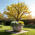 GreenboutiQ Kornelkirsche 'Cornus mas' - Gelbe Blüte, 3 Pflanzen Bild 7