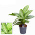 Aglaonema Silver Bay - Large Houseplant in 21cm Pot Bild 2