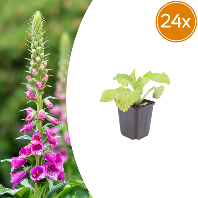 Digitalis purpurea: Roter Fingerhut (10-25cm)