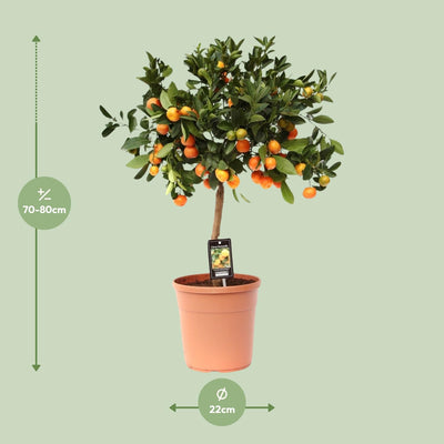 Zitrus Calamondin - Ø22cm - ↕80cm - Aromatische Früchte & Duft