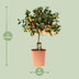 Zitrus Calamondin - Ø22cm - ↕80cm - Aromatische Früchte & Duft Bild 2