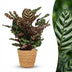 Calathea Makoyana: Luftreinigende Pfauen-Korbmarante im Korb, 70cm Bild 1