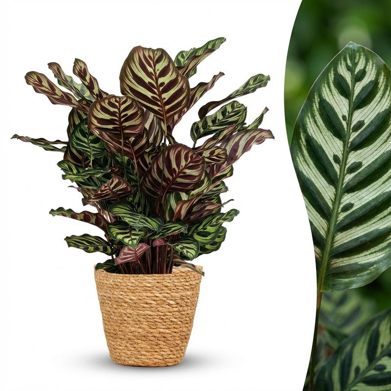 Calathea Makoyana: Luftreinigende Pfauen-Korbmarante im Korb, 70cm