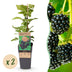Rubus occ. Black Jewel: 2x Black Raspberry in 15cm pot Bild 1