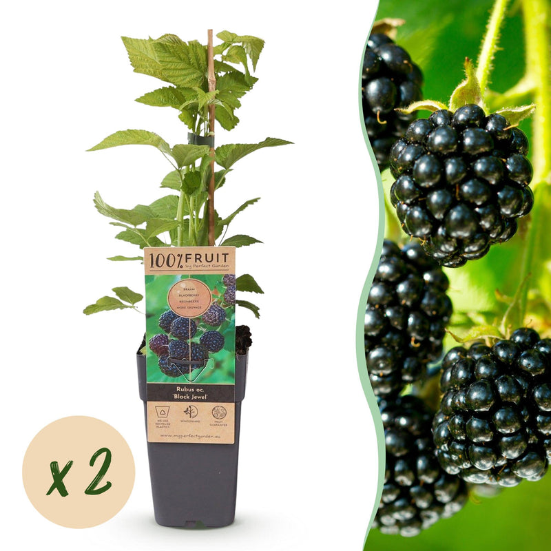 Rubus occ. Black Jewel: 2x Black Raspberry in 15cm pot