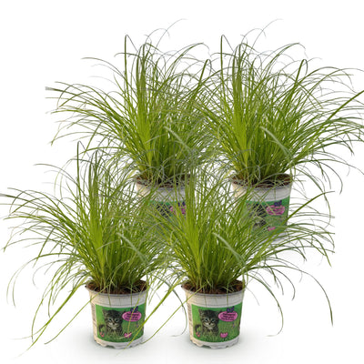 Green boutiQ: 4 Katzengras-Pflanzen Mix, Topf 12cm, Höhe 28-30cm