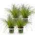 Green boutiQ: 4 Cat Grass Plants Mix, Pot 12cm, Height 28-30cm Bild 2