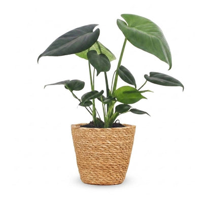 Green boutiQ - Monstera Deliciosa - Fensterblatt - 1 Plant - mit Korb - Topf 12cm - Höhe 30cm
