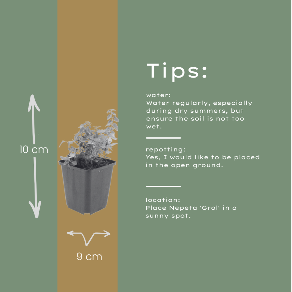 24x Nepeta 'Grol' - ↕10-25cm - Ø9cm