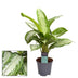 Aglaonema Silver Bay (Decorum) Zimmerpflanze Ø14cm ↕40cm Bild 2